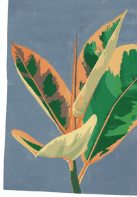 Rubber Plant Study